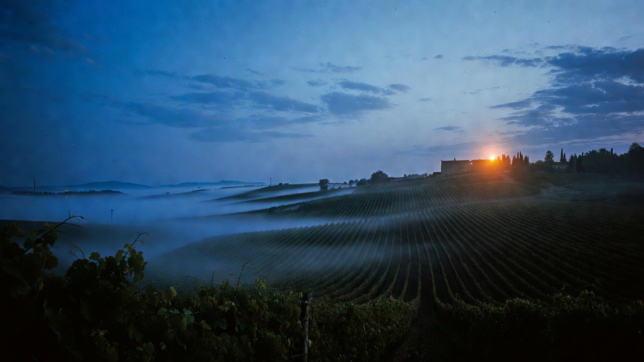 Vineyard rows at dusk seen from a hillside, low mist between the vines and a warm light on a distant estate